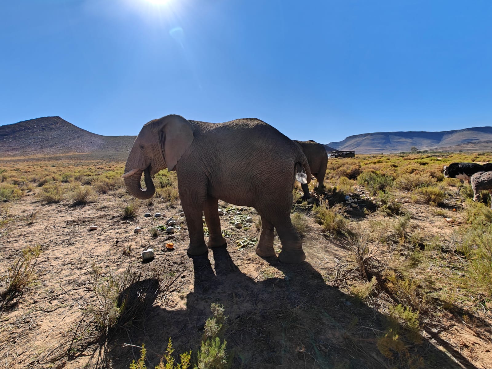 Aquila Game Reserve - Safari 25